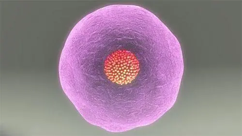 赴泰生子过程注意事项_2