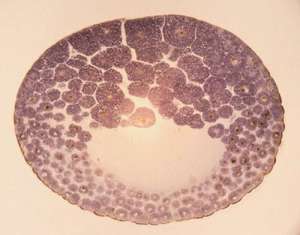 2022合肥试管婴儿流程指南